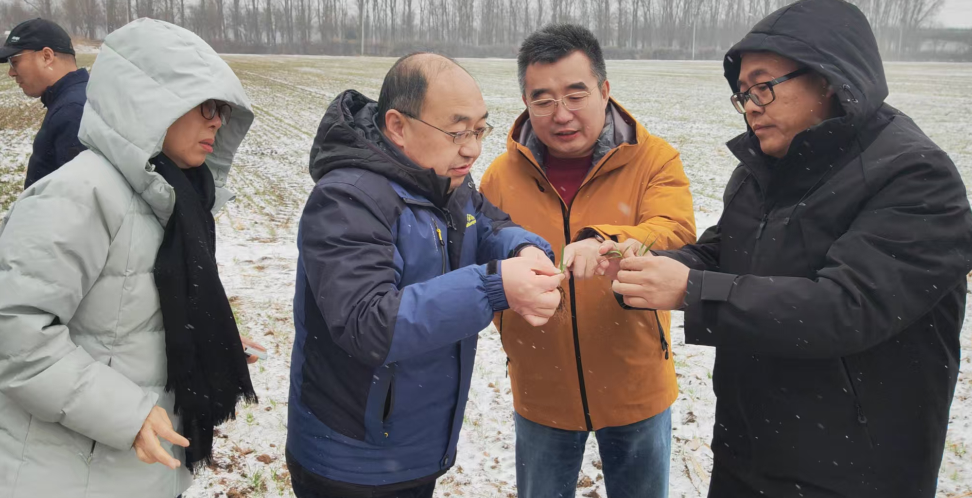 顺义种植业中心张爱军主任讨论苗期与粗壮方案.jpg