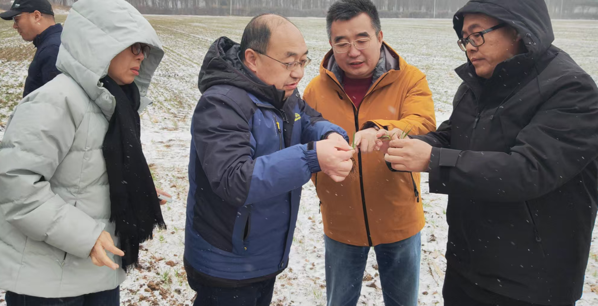 顺义种植业中心张爱军主任讨论苗期与粗壮方案.jpg