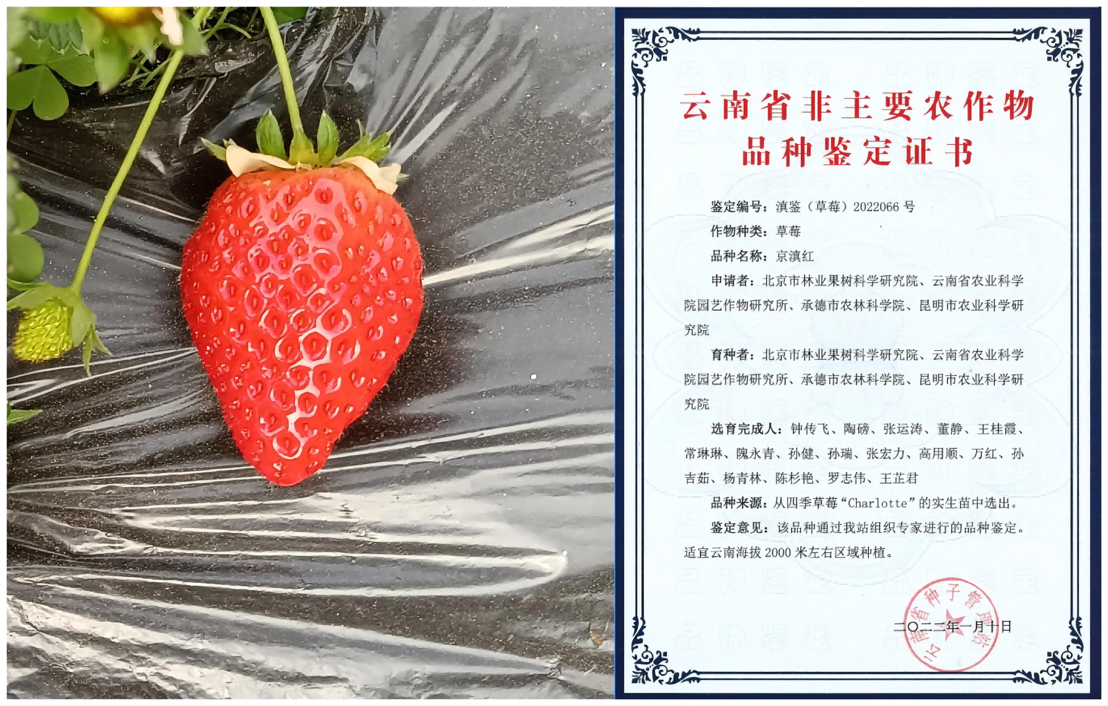 1676254934111831.png 京滇红—拼(1).png