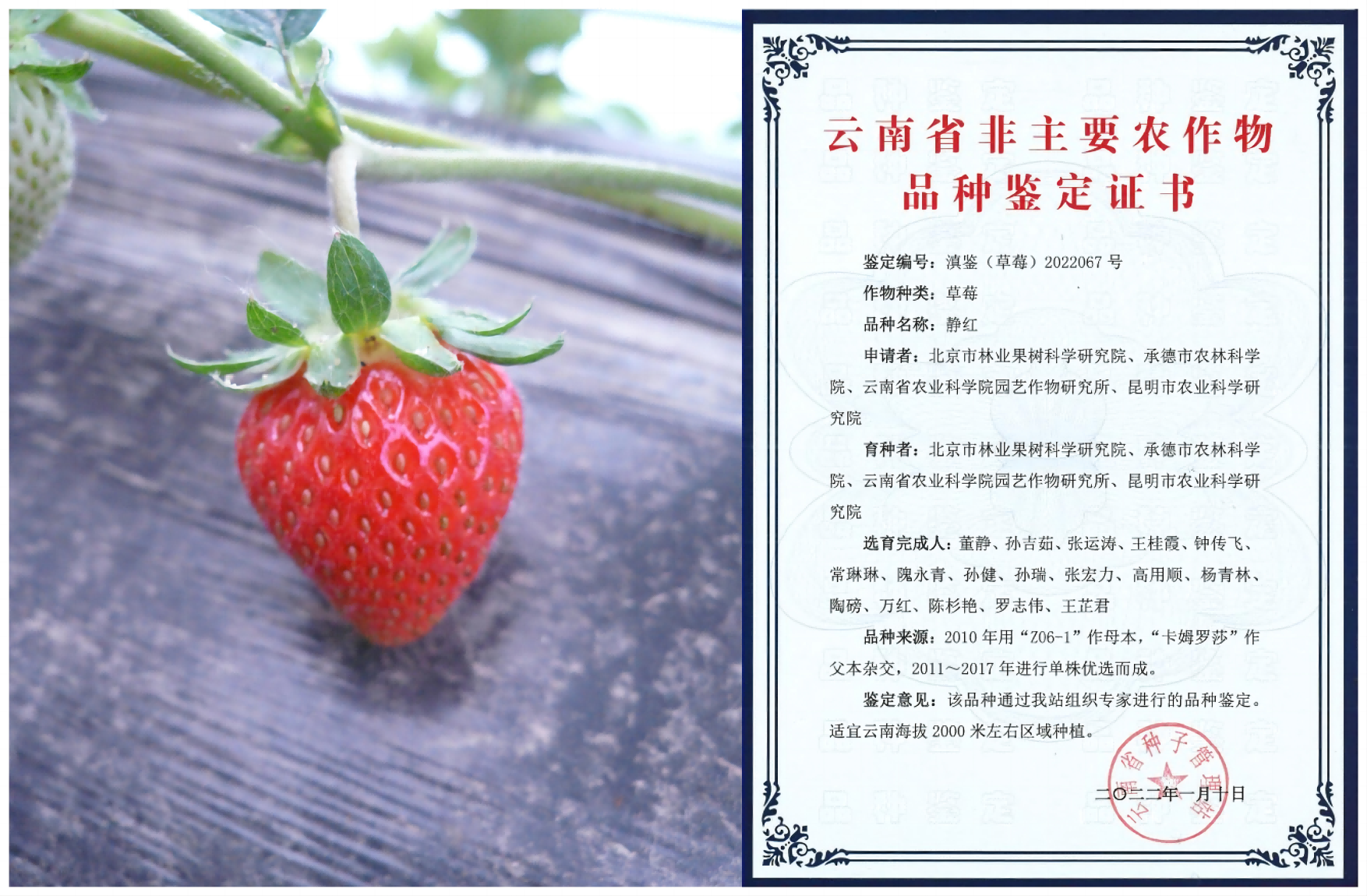 1676254271896861.png 静红—拼(1).png