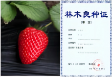1676264715645002.png 京藏香—拼.png