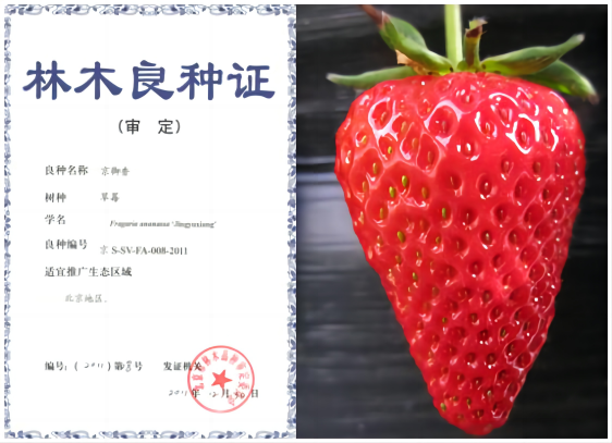 1676269864926442.png 京御香—拼.png