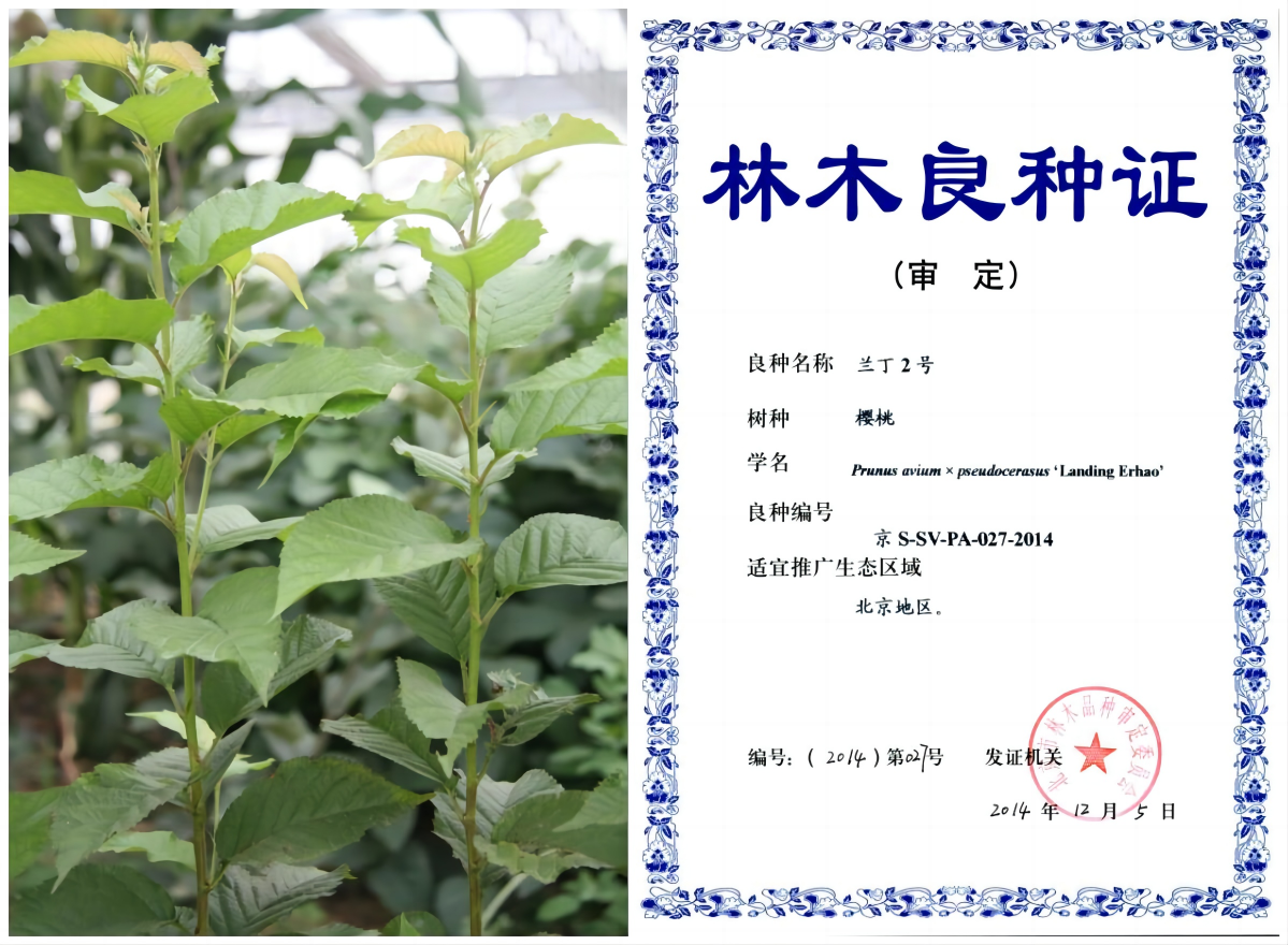 1676008650148448.png 兰丁2号—拼.png