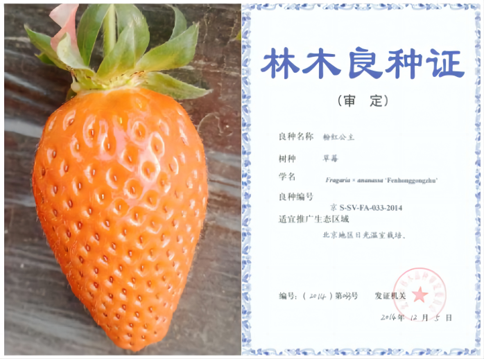 1676256883468858.png 粉红公主—拼.png