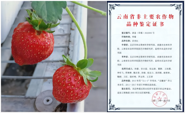 1676256302311854.png 京承红—拼.png