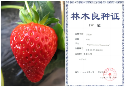 1676269748350419.png 京泉香—拼.png