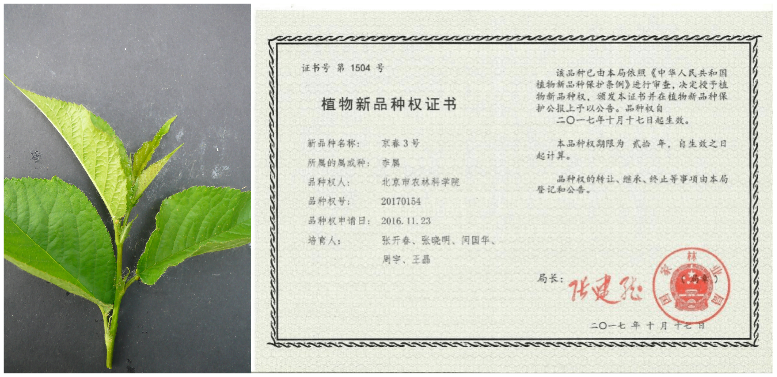 1676266068877736.png 京春3号—拼(1).png