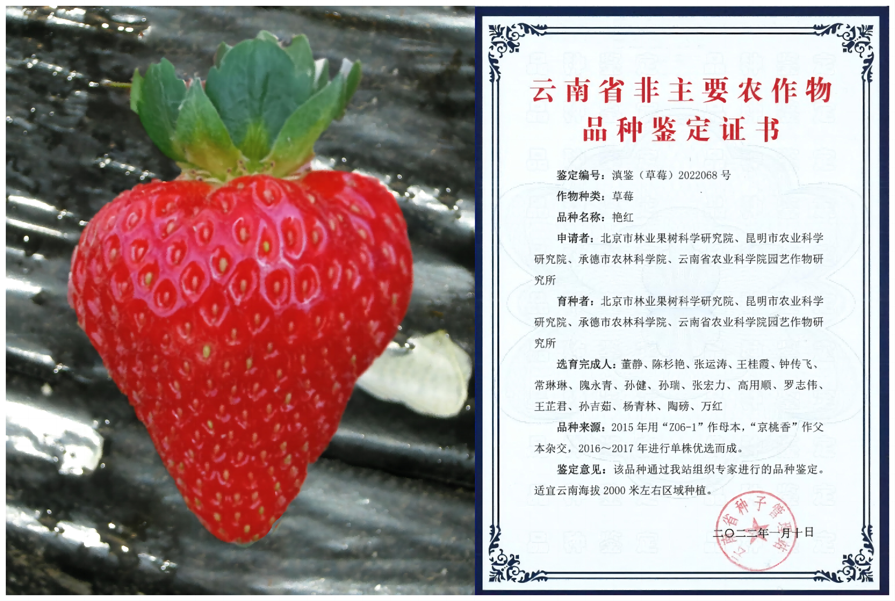 1676255833754511.png 艳红—拼(1).png