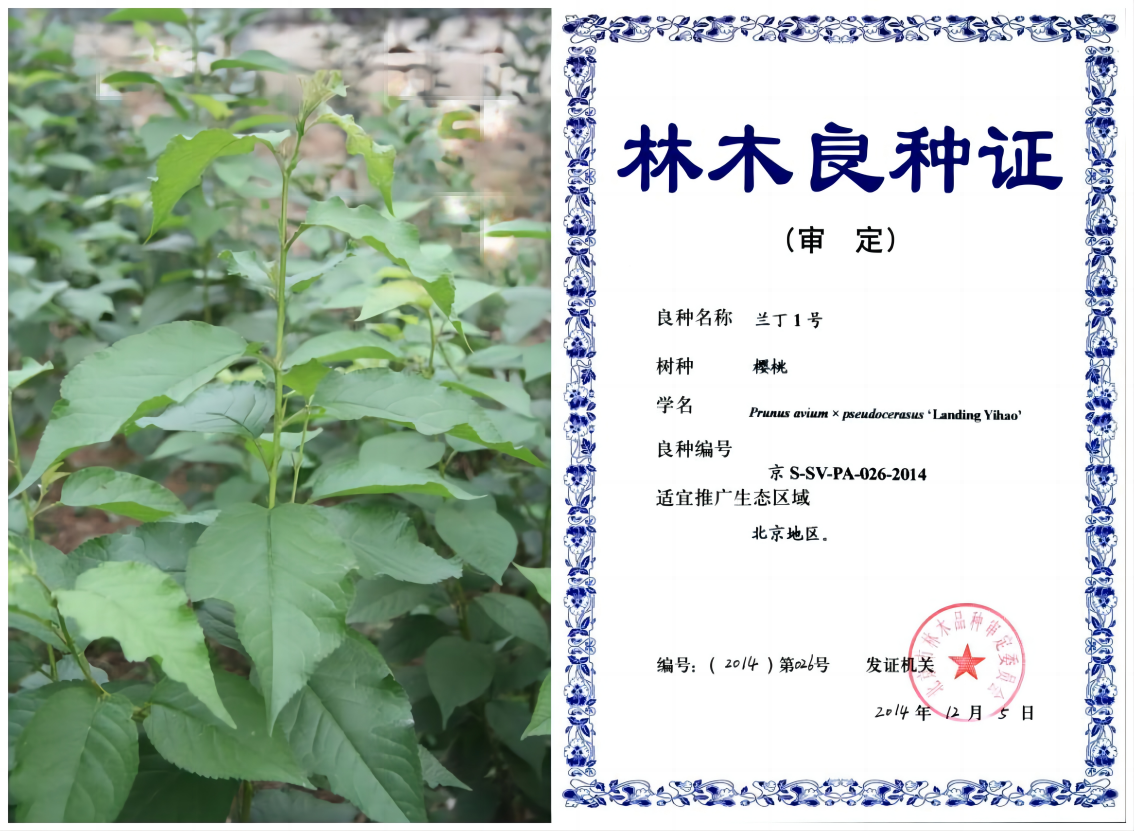 1676006502441225.png WPS拼图0.png