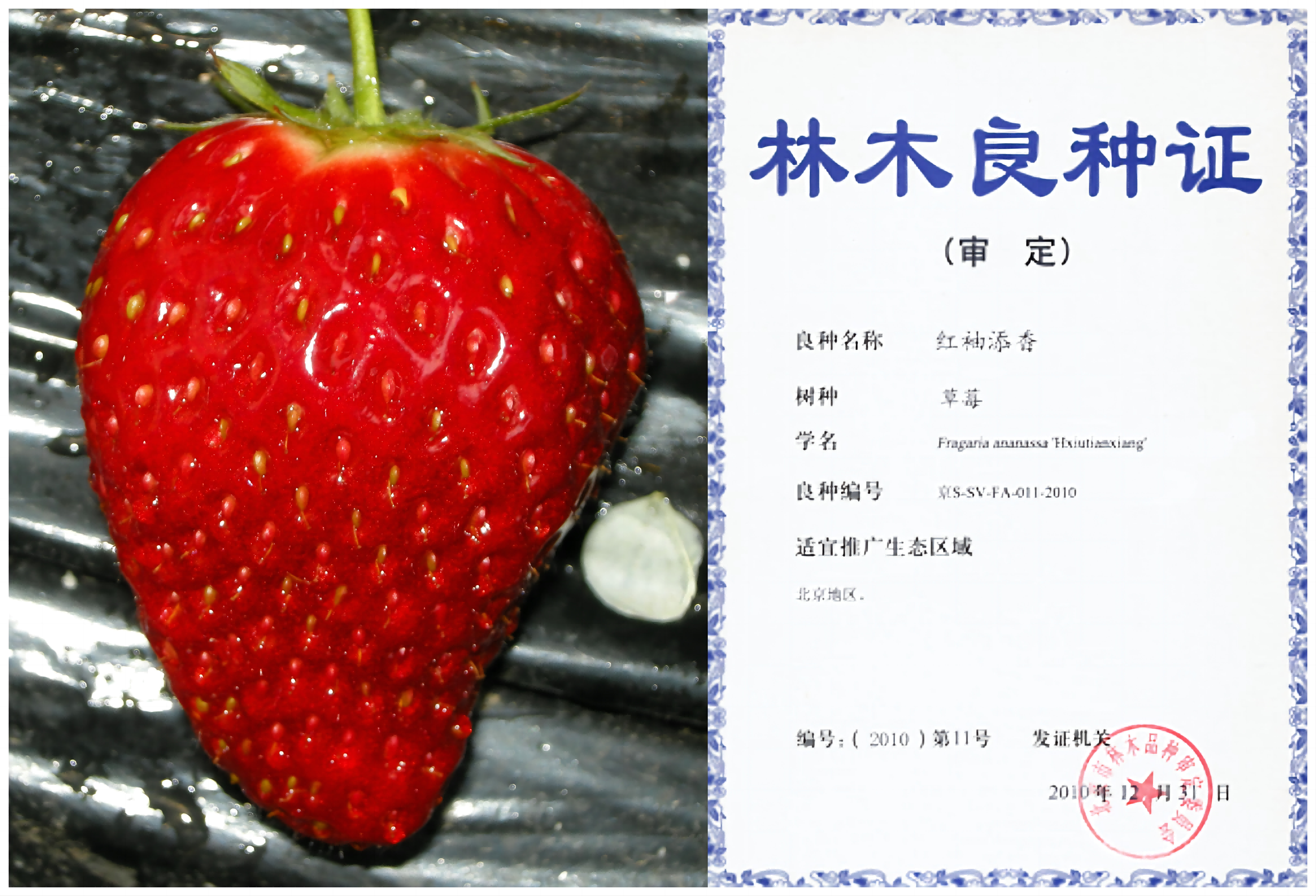 1676270125528559.png 红袖添香—拼(1).png