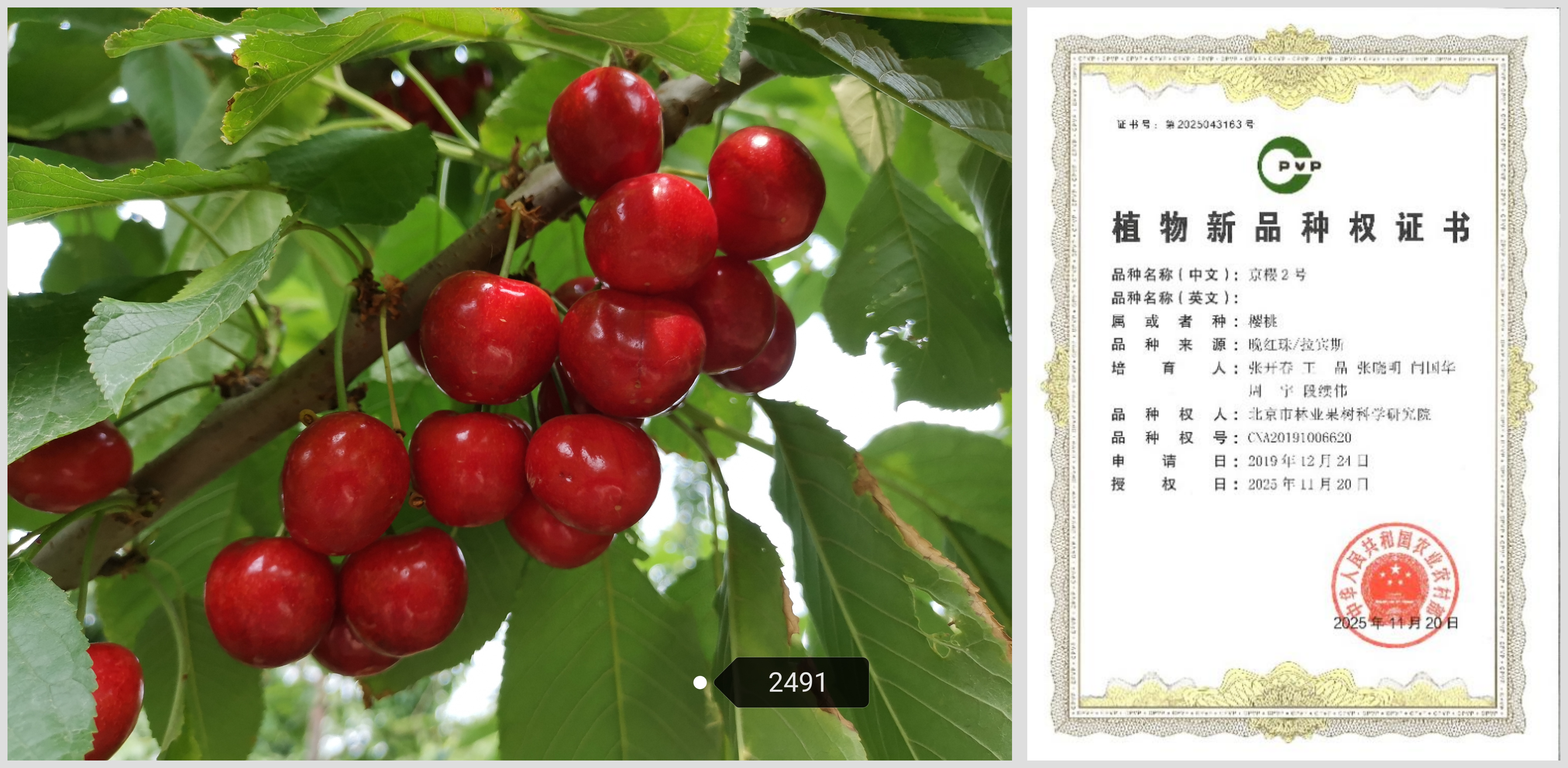 京樱2-拼(1).png