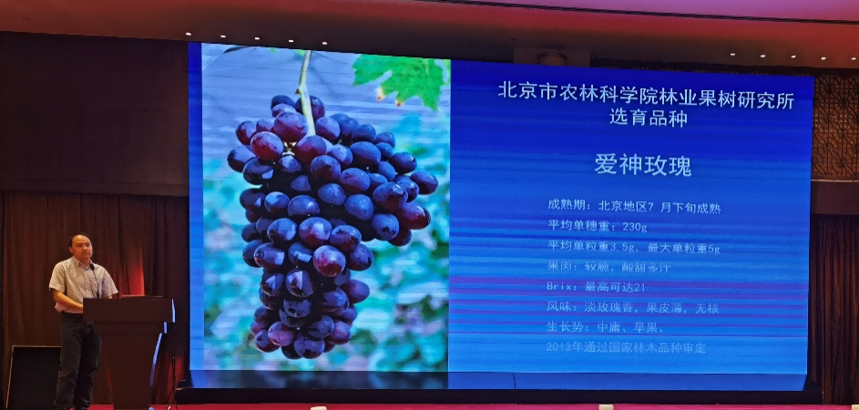 1693373658479489.png 葡萄1(1).png