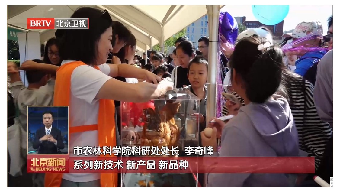 油鸡中心-晏志勋-畜牧所“一只有故事的鸡，一颗有颜值的蛋”主题科普活动亮相首届农科开放日-3-2024.09.28.JPG
