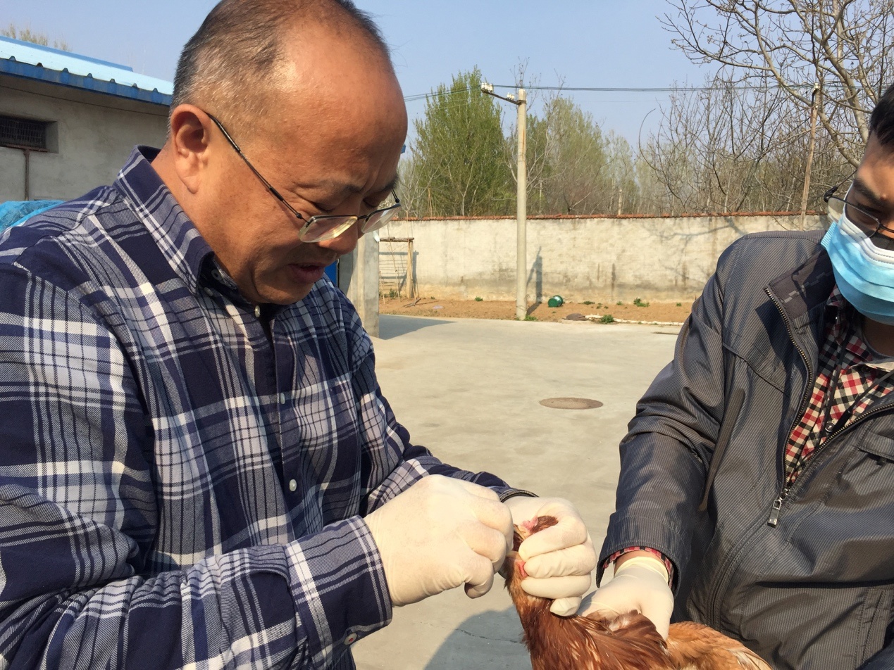 高技术研究室-王丹-畜牧所科研人员赴平谷区北京青年养殖场开展技术服务-2019.05.10.jpg